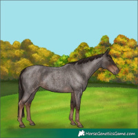 Horse Color:Liver Red Roan 