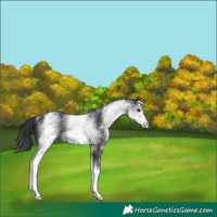 Horse Color:White Spotted Black 