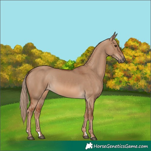 Horse Color:Red Dun 