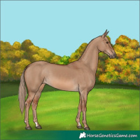 Horse Color:Red Dun 