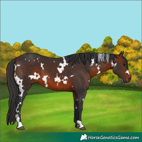 Horse Color:White Spotted Brown 