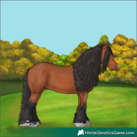 Horse Color:Bay 