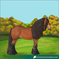 Horse Color:Bay Rabicano 