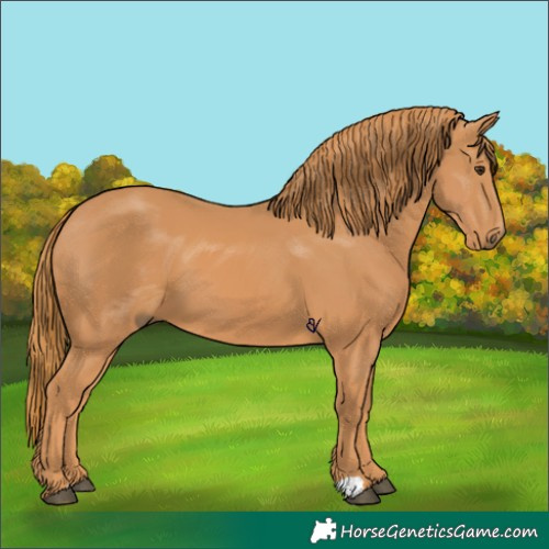 Horse Color:Chestnut 