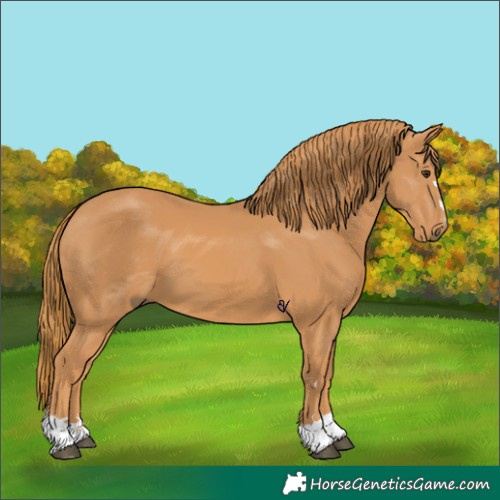 Horse Color:Chestnut 