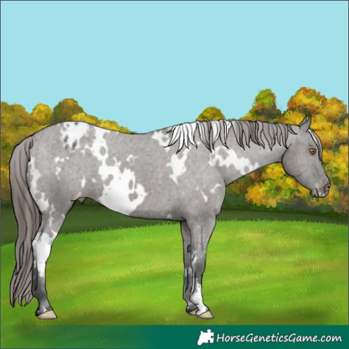 Horse Color:White Spotted Grullo Appaloosa 