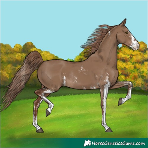 Horse Color:Liver Red Dun Sabino Rabicano 