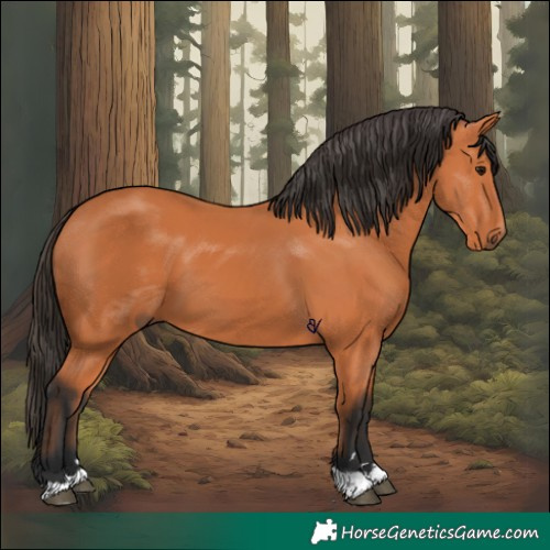 Horse Color:Bay 