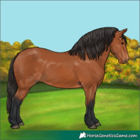 Horse Color:Bay Rabicano
