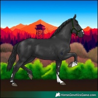 Horse Color:Black 