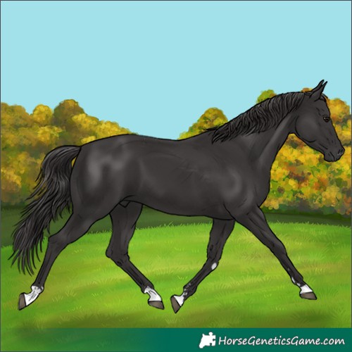Horse Color:Smoky Black 