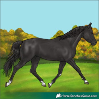 Horse Color:Smoky Black