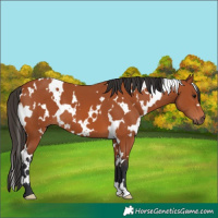 Horse Color:White Spotted Bay
