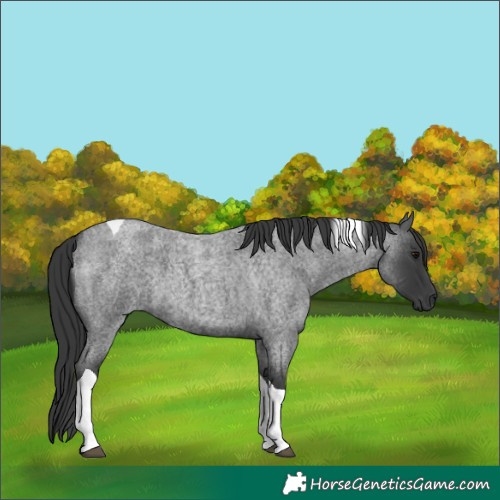 Horse Color:Blue Roan Tobiano