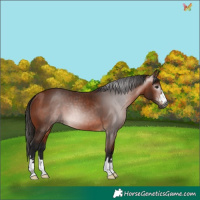 Horse Color:Gray Bay 
