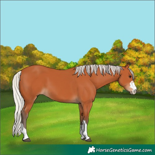 Horse Color:Silver Bay