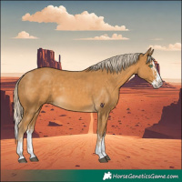 Horse Color:Palomino Splash  and Palomino Splash 