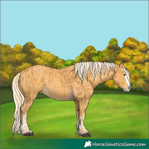 Horse Color:Palomino Splash  and Palomino Splash 