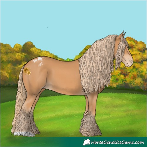 Horse Color:Chestnut Appaloosa 