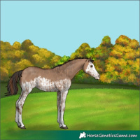 Horse Color:Red Dun Splash and Bay Dun Splash