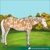 Horse Color:Palomino Splash  and Palomino Splash Appaloosa 