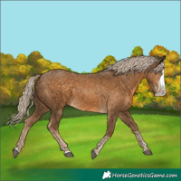 Horse Color:Chocolate Palomino Splash and Chocolate Palomino Splash