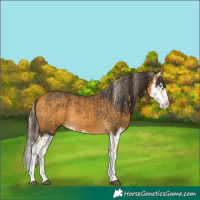 Horse Color:Palomino Splash  and Buckskin Splash 