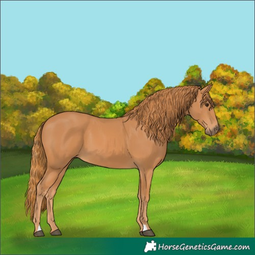 Horse Color:Chestnut 