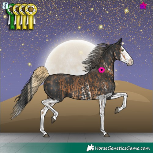 Horse Color:White Spotted Chocolate Palomino Splash  and Black Splash 