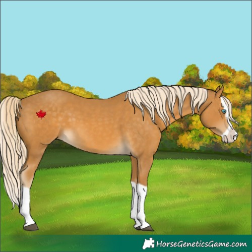 Horse Color:Palomino Splash  and Palomino Splash 