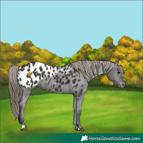 Horse Color:Smoky Black Appaloosa 