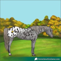 Horse Color:Smoky Black Appaloosa 