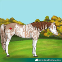 Horse Color:Red Dun Splash and Red Dun Splash
