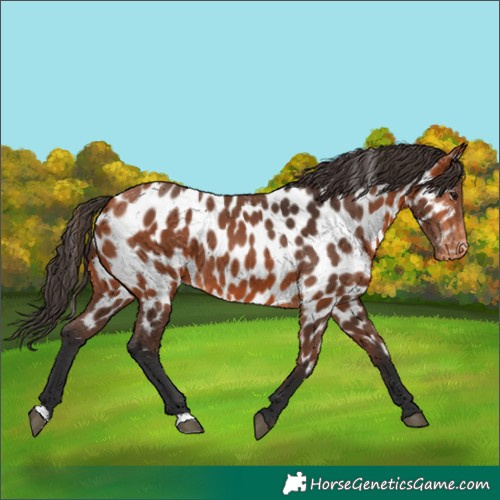 Horse Color:Bay Appaloosa 