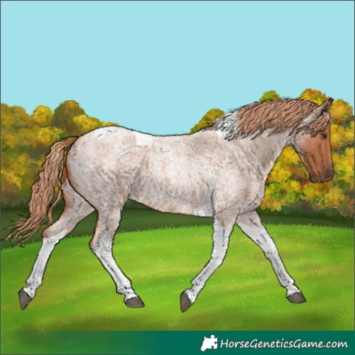 Horse Color:Red Roan Tobiano 
