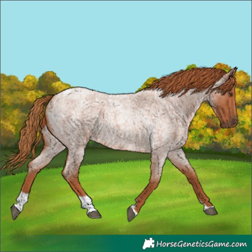 Horse Color:Red Roan Tobiano 