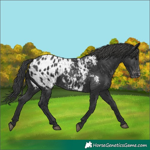 Horse Color:Black Appaloosa 