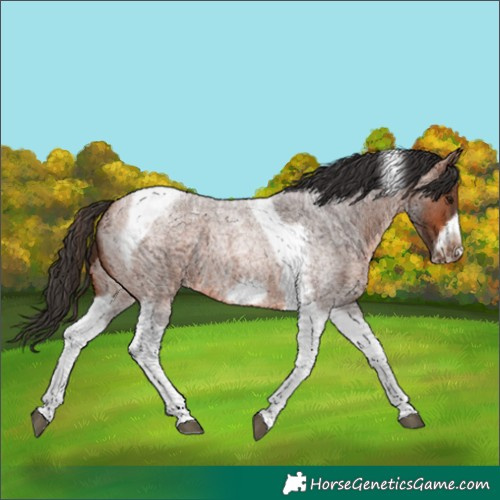 Horse Color:Bay Roan Tobiano Frame 
