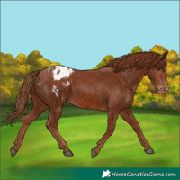 Horse Color:Chestnut Appaloosa 