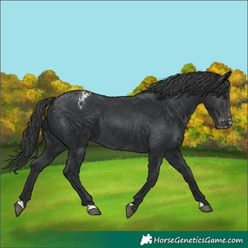 Horse Color:Black Appaloosa 