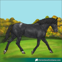 Horse Color:Black Appaloosa 