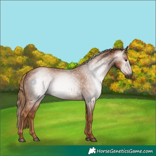 Horse Color:Gray Chestnut 