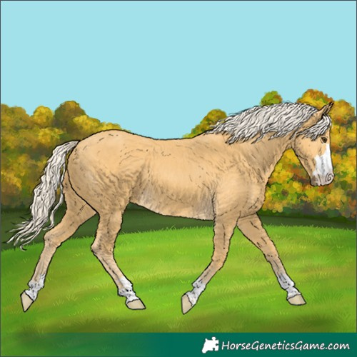 Horse Color:Palomino 