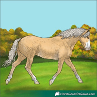 Horse Color:Palomino 