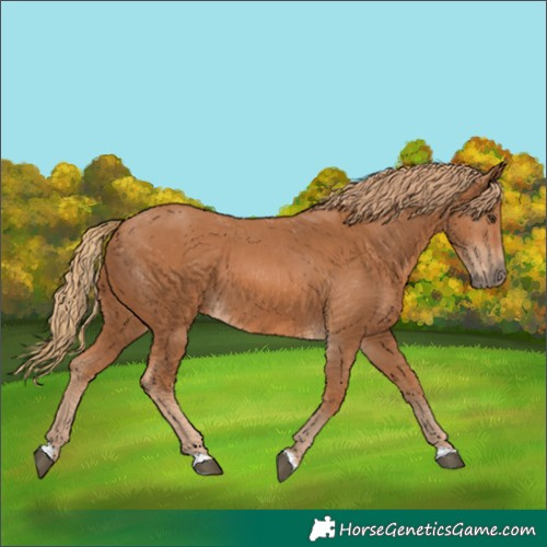 Horse Color:Chestnut 