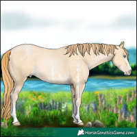 Horse Color:Buckskin Pearl Sabino Rabicano 