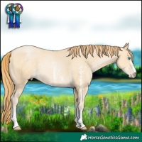 Horse Color:Buckskin Pearl Sabino Rabicano