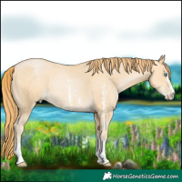 Horse Color:Buckskin Pearl Sabino Rabicano