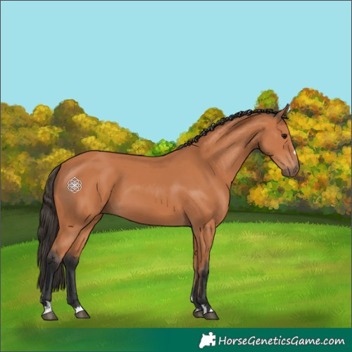 Horse Color:Bay 