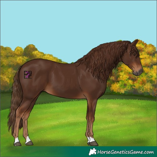 Horse Color:Gray Chestnut 
